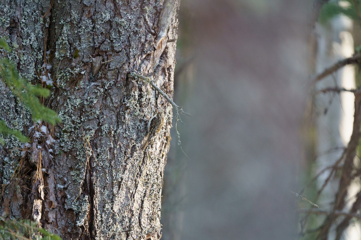 Brown Creeper - ML616020456