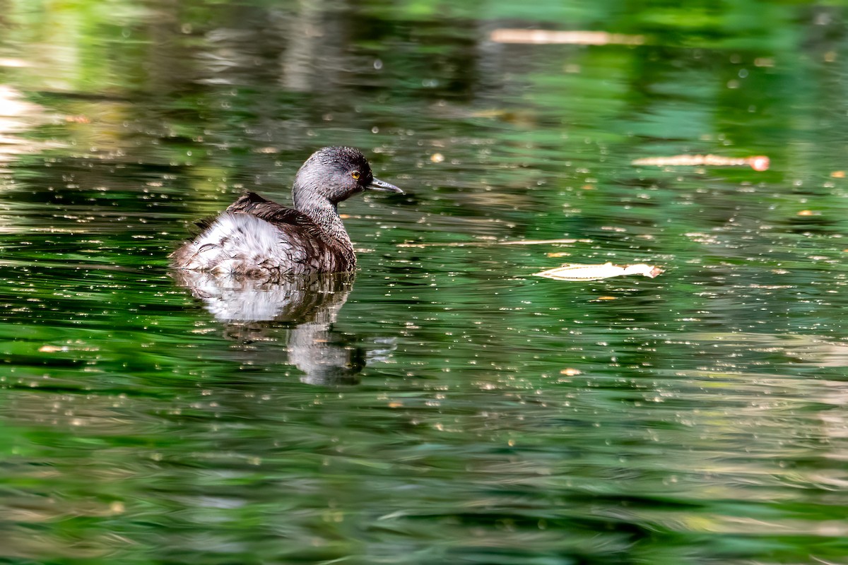 Least Grebe - ML616020496