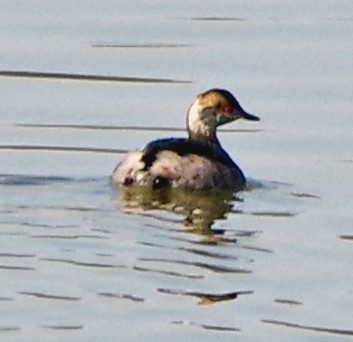 Horned Grebe - ML616020500