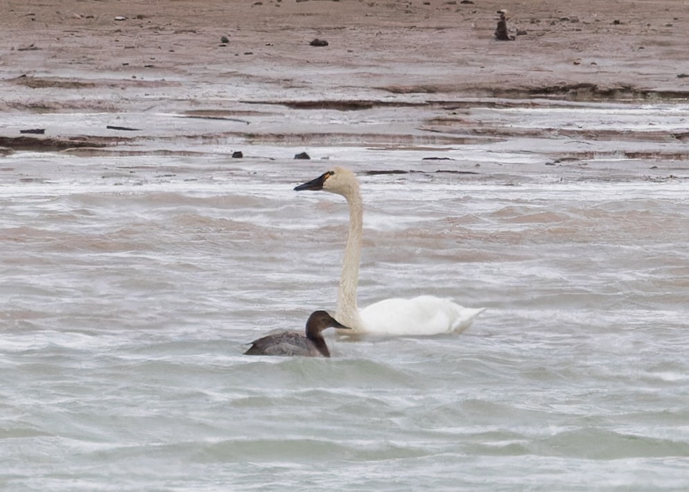 Cygne siffleur - ML616020502