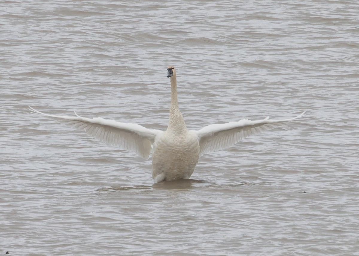 Cygne siffleur - ML616020509