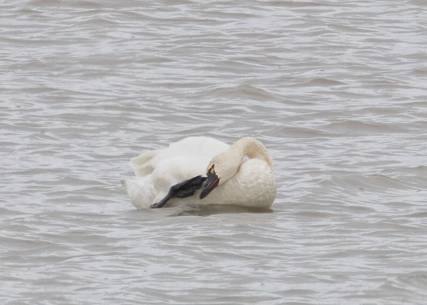 Cygne siffleur - ML616020510