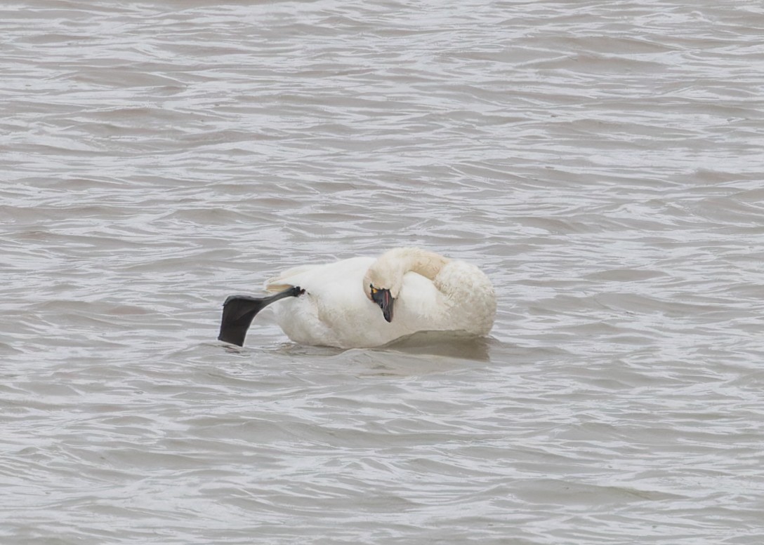 Cygne siffleur - ML616020511