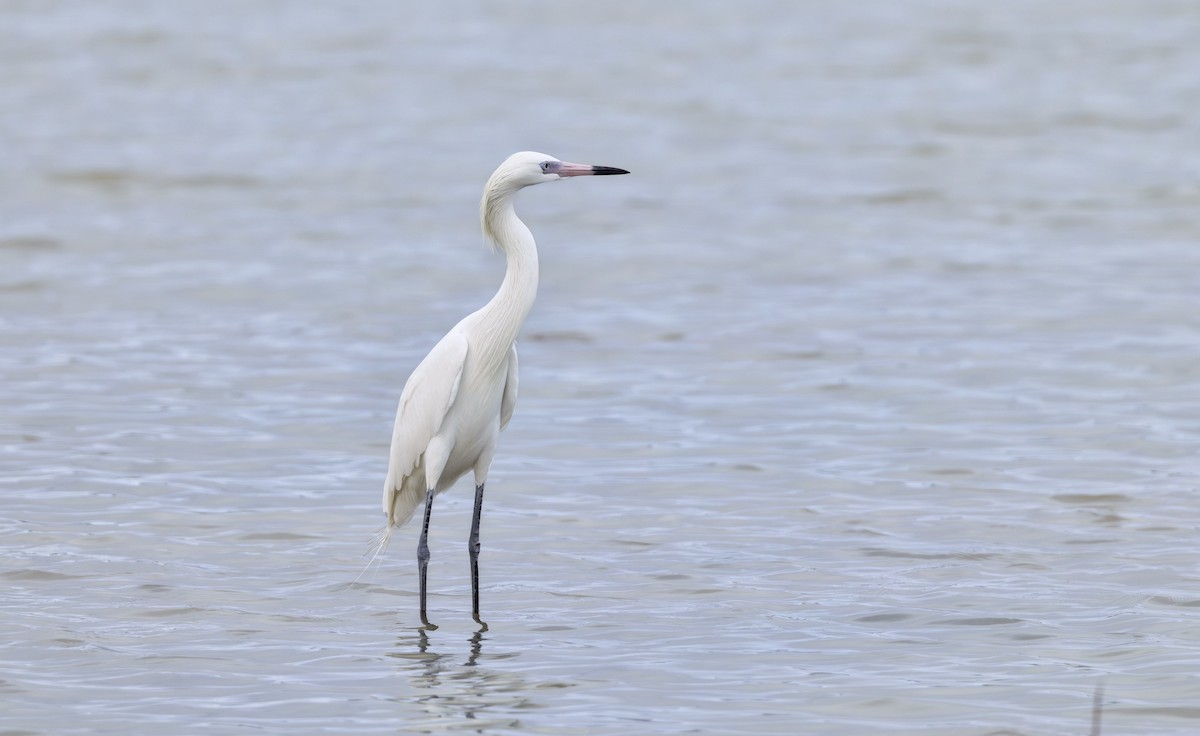 Reddish Egret - ML616020517