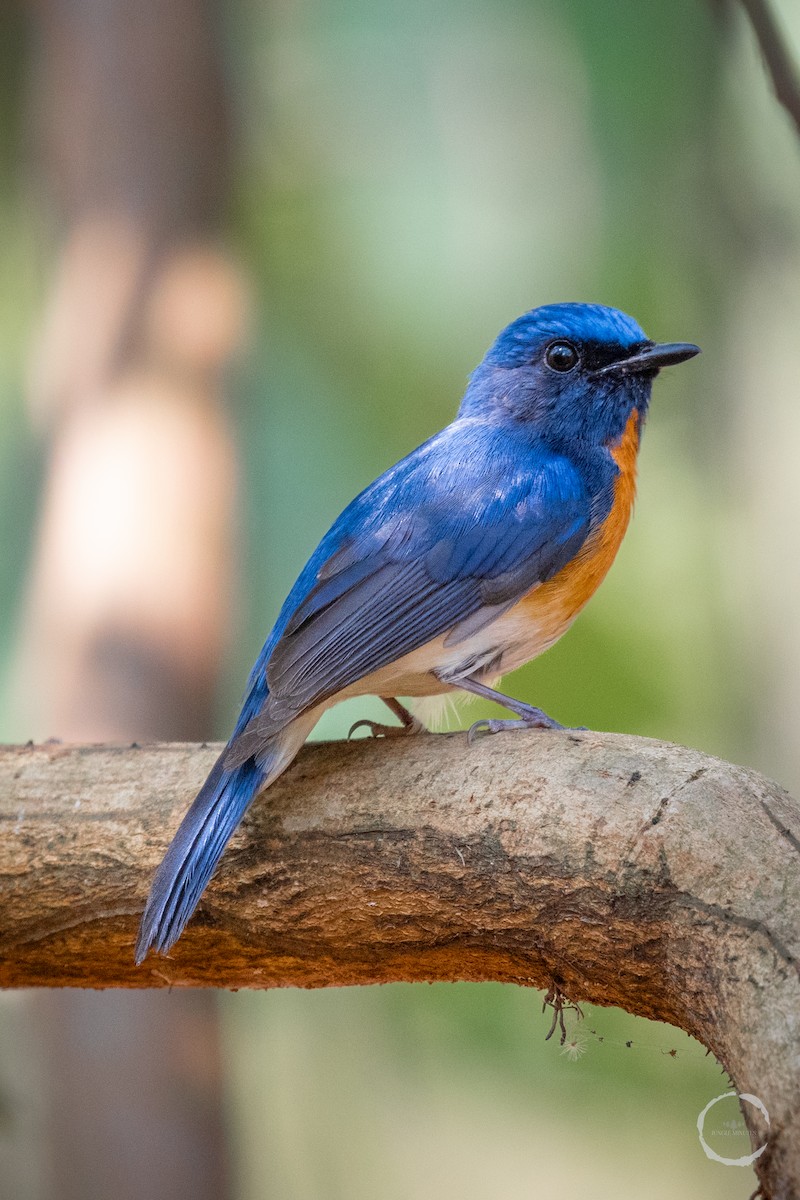 Blue-throated Flycatcher - ML616020542