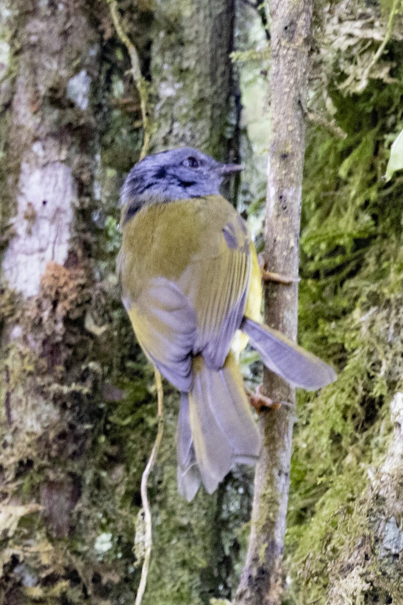 Russet-crowned Warbler - Loni Ye