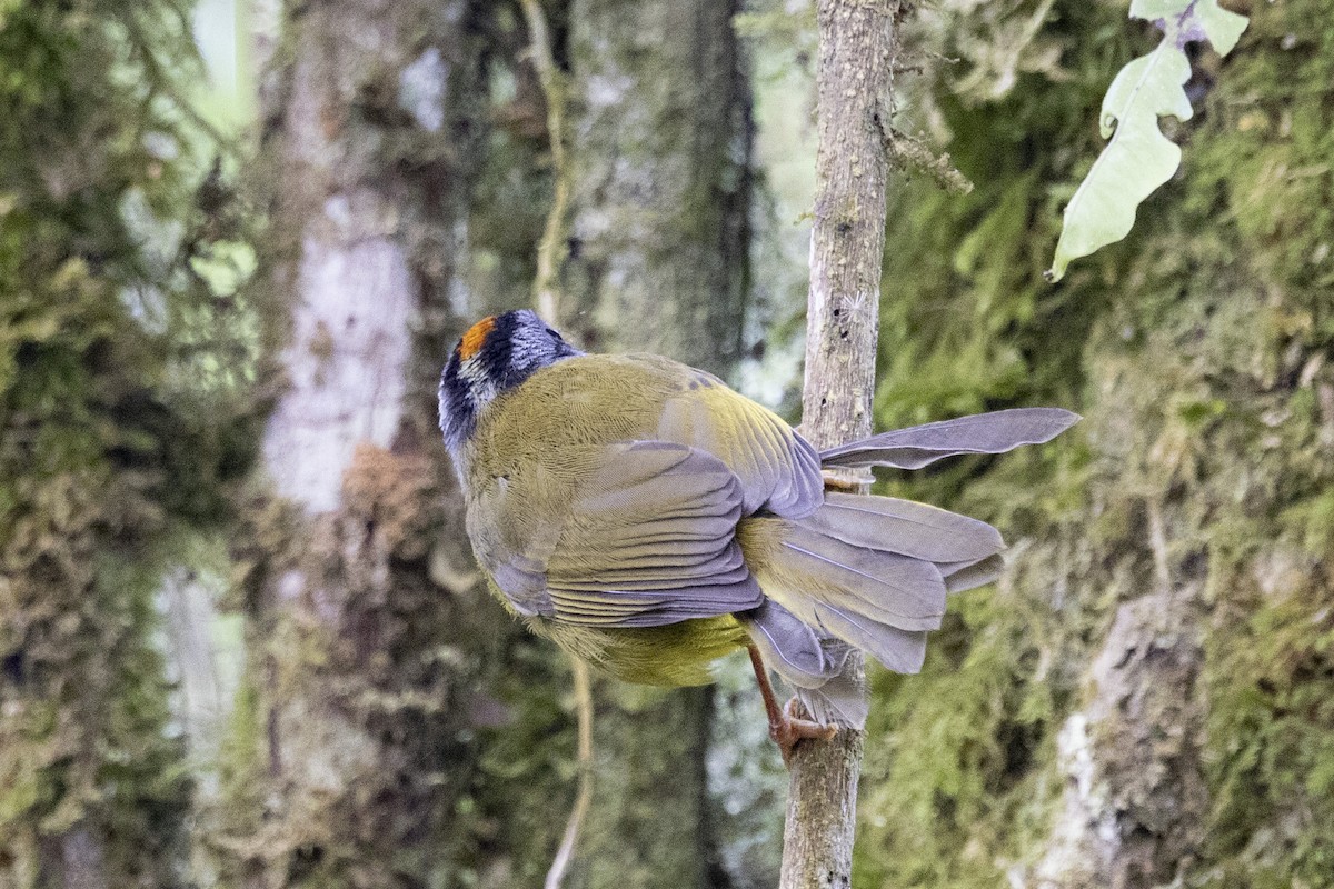 Russet-crowned Warbler - ML616020554