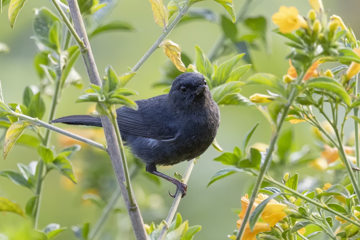 White-sided Flowerpiercer - Loni Ye