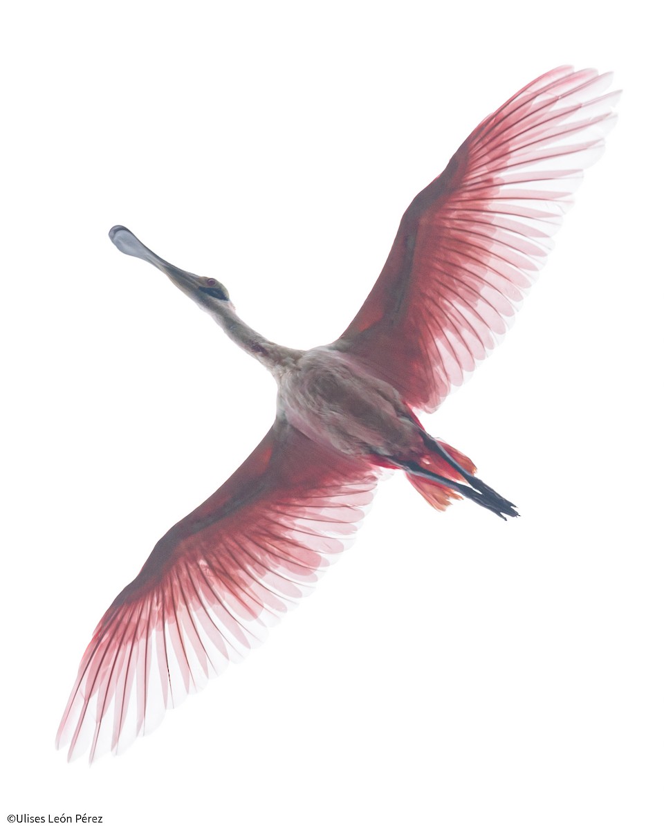 Roseate Spoonbill - Ulises León Pérez