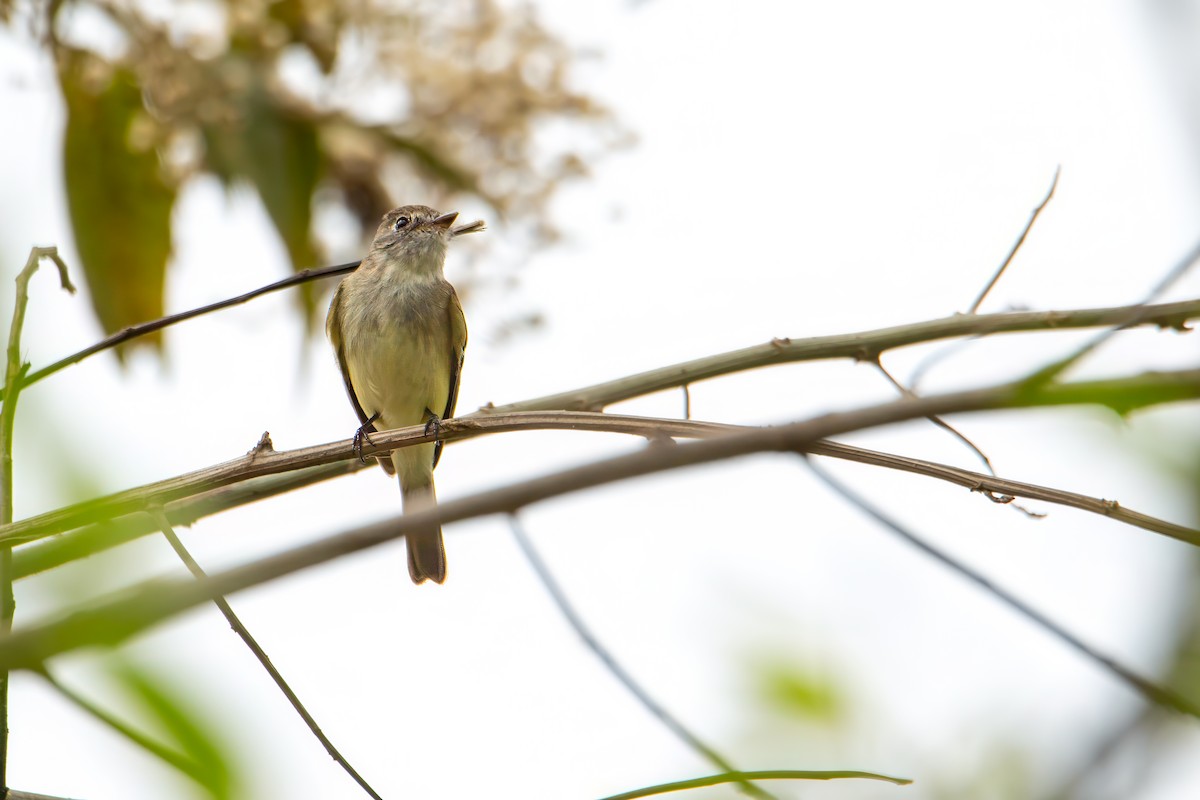 Least Flycatcher - ML616020616