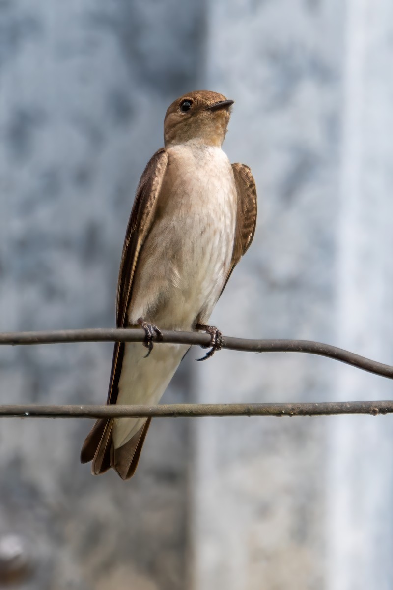 Northern Rough-winged Swallow - ML616020635