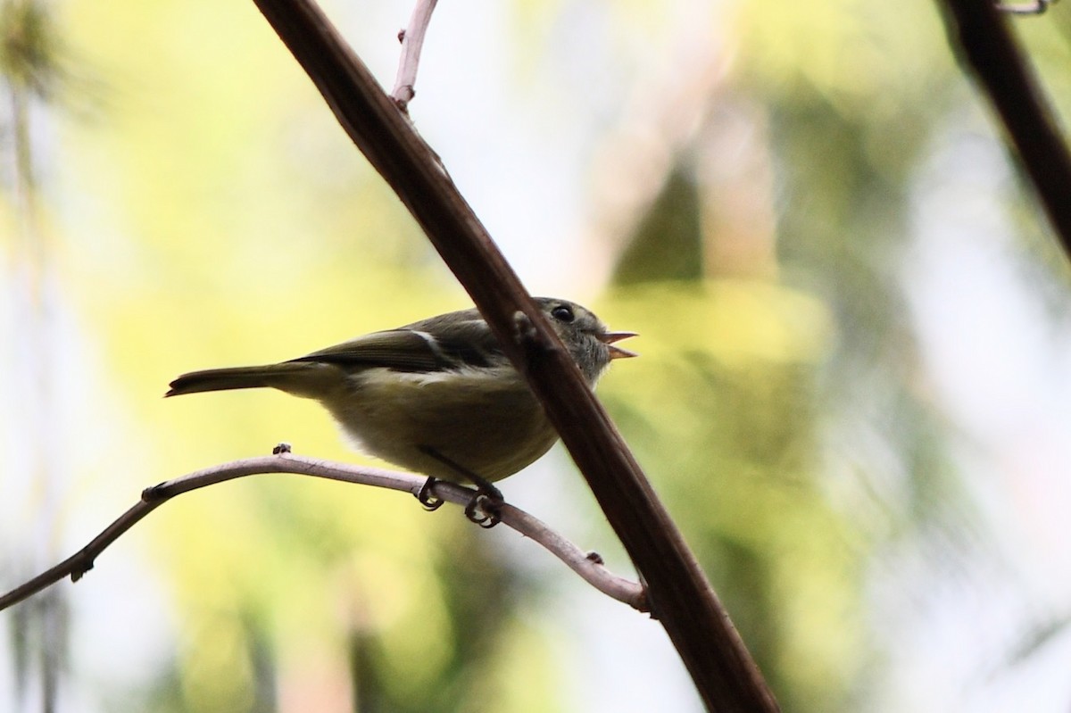Hutton's Vireo - Andrew Hovey