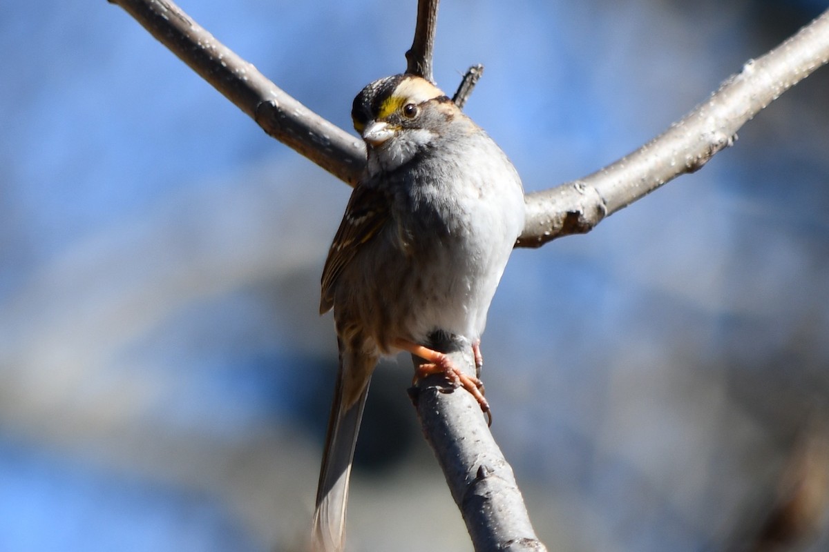 White-throated Sparrow - ML616020705