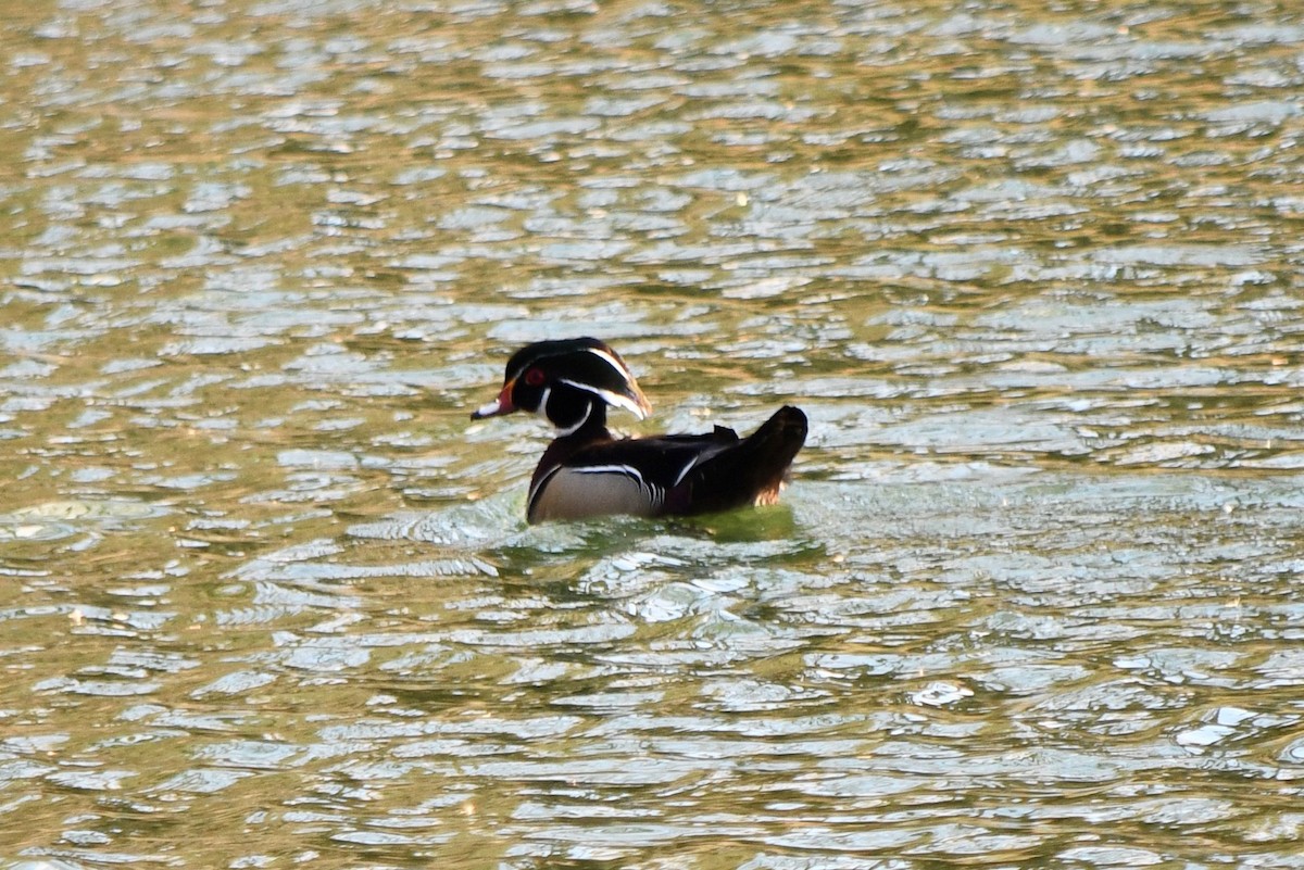 Wood Duck - ML616020722