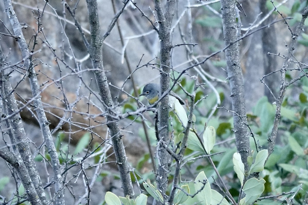 Virginia's Warbler - ML616020767