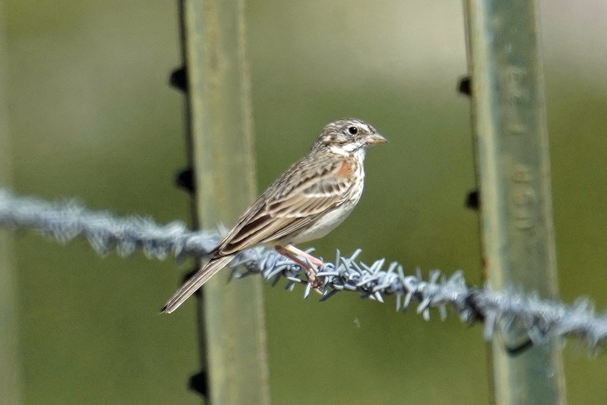 Vesper Sparrow - ML616020784