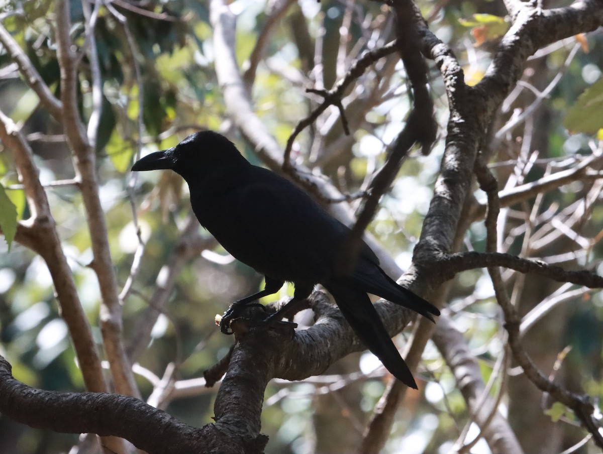 Large-billed Crow - ML616020825