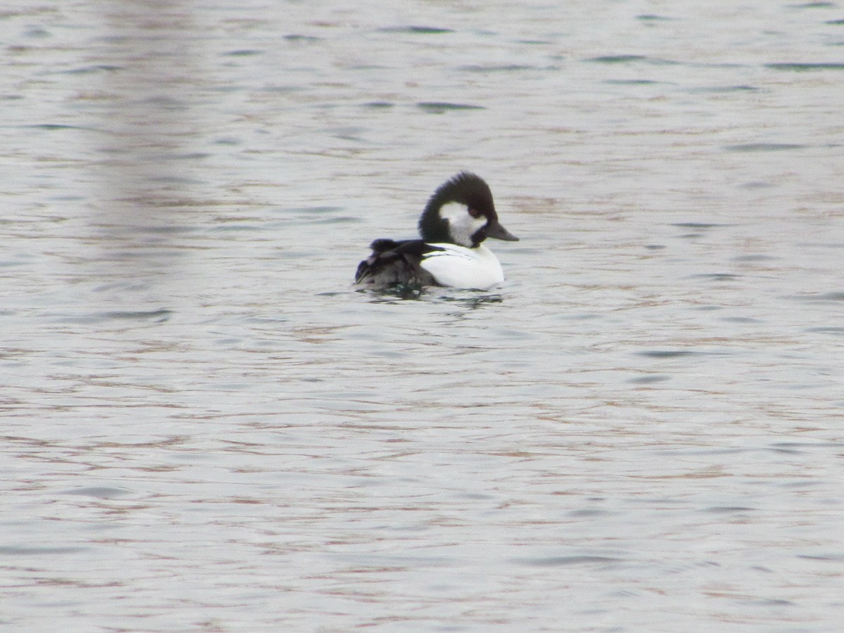 Bufflehead x Common Goldeneye (hybrid) - ML616020985