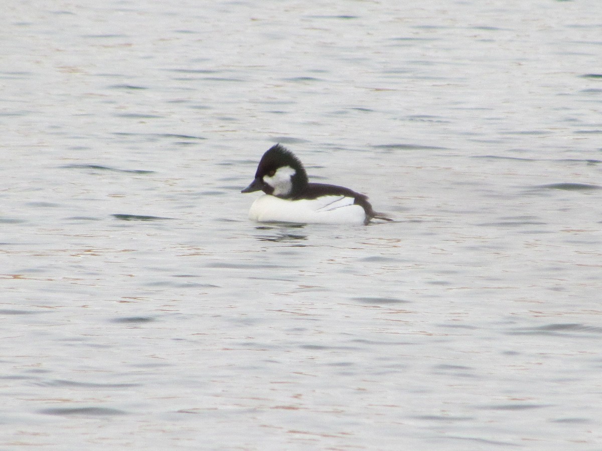 Bufflehead x Common Goldeneye (hybrid) - ML616020986