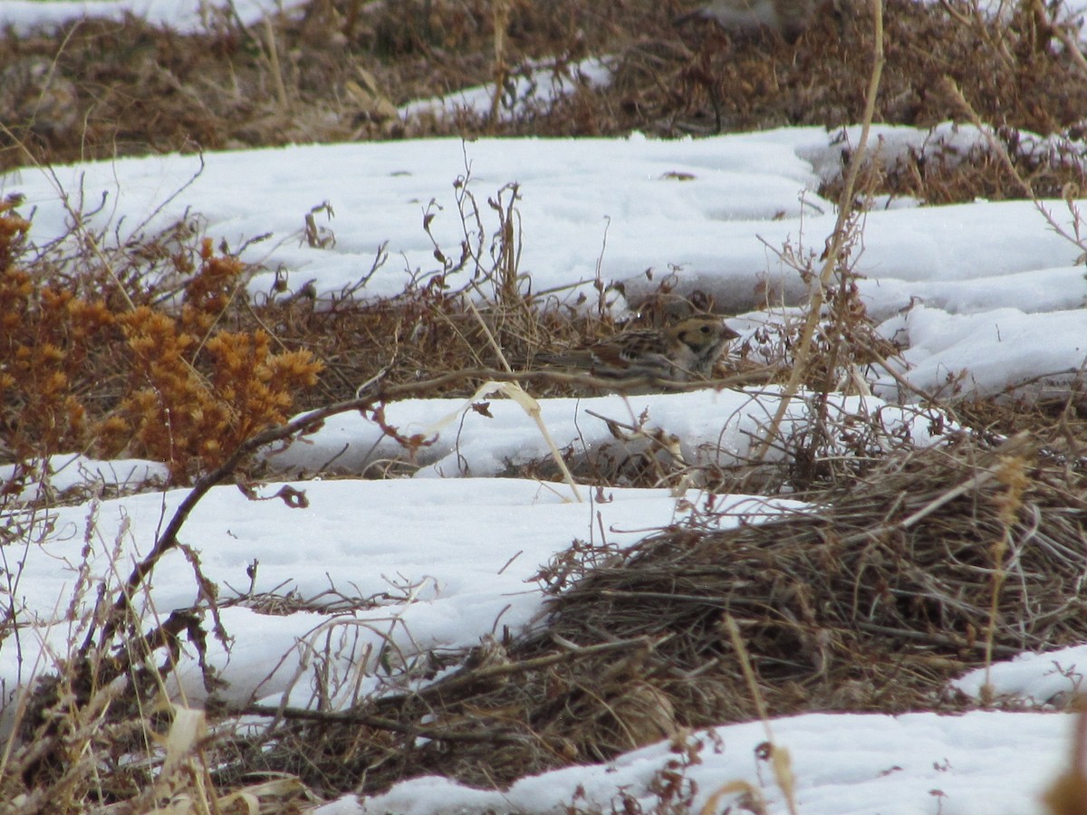 Lapland Longspur - ML616020991