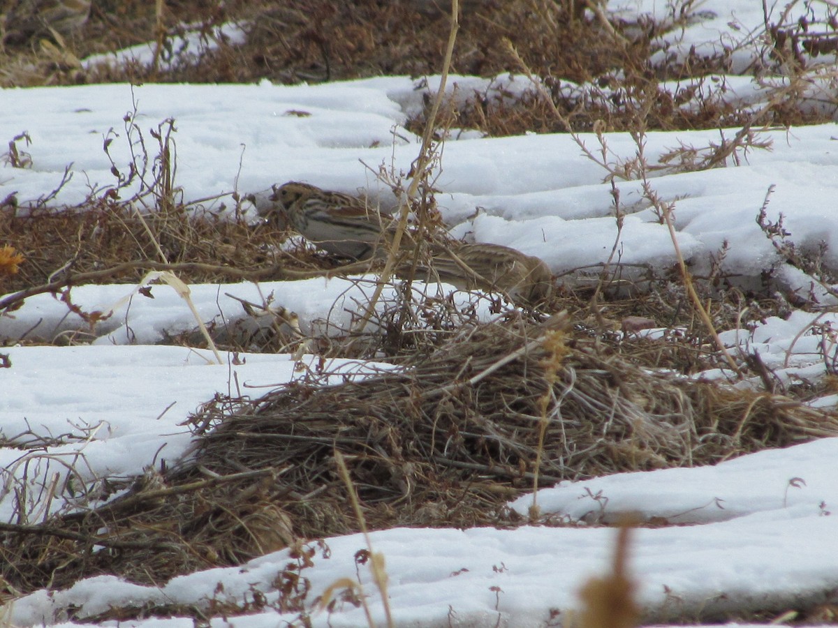 Lapland Longspur - ML616020993