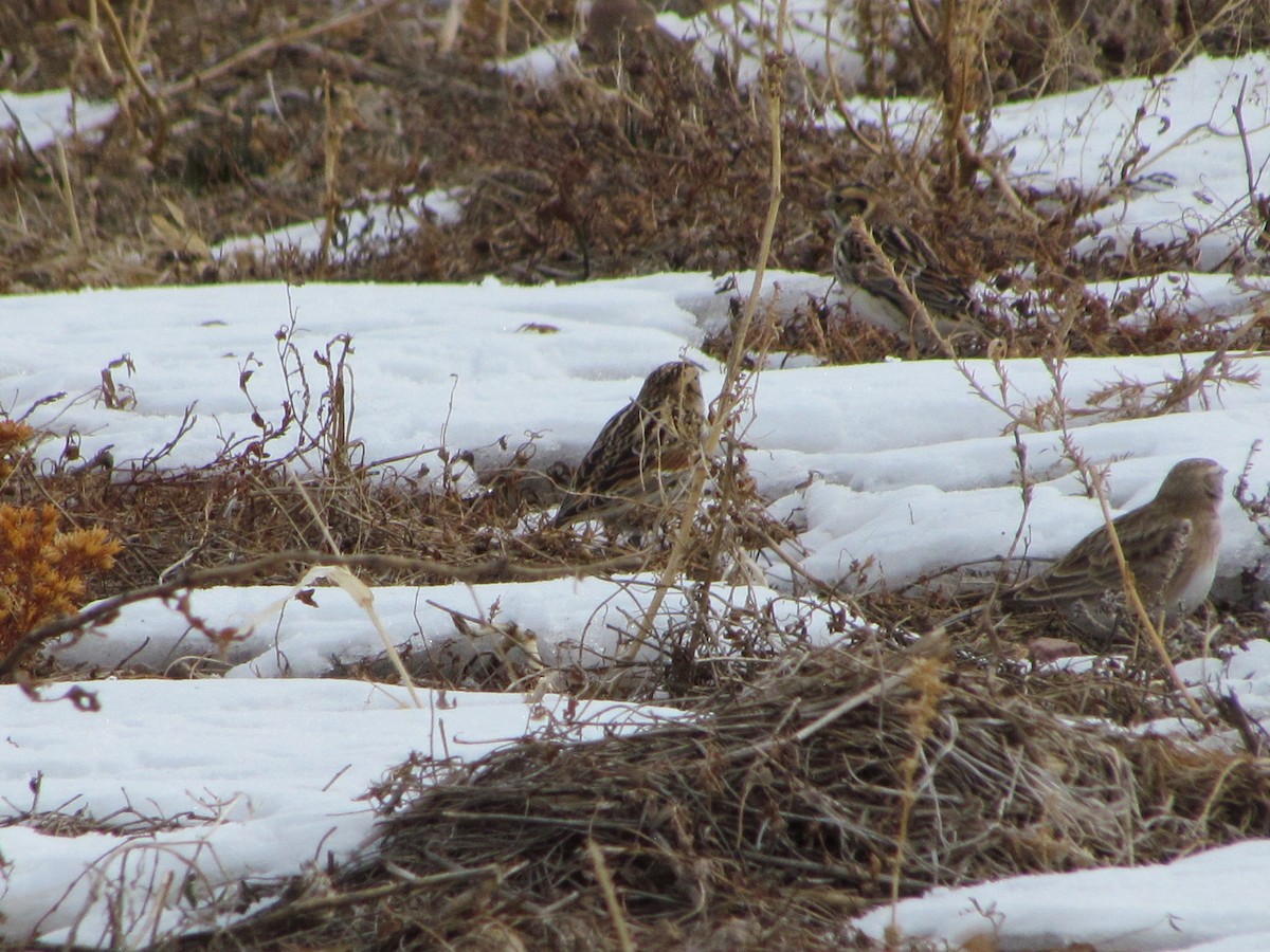 Lapland Longspur - ML616020995