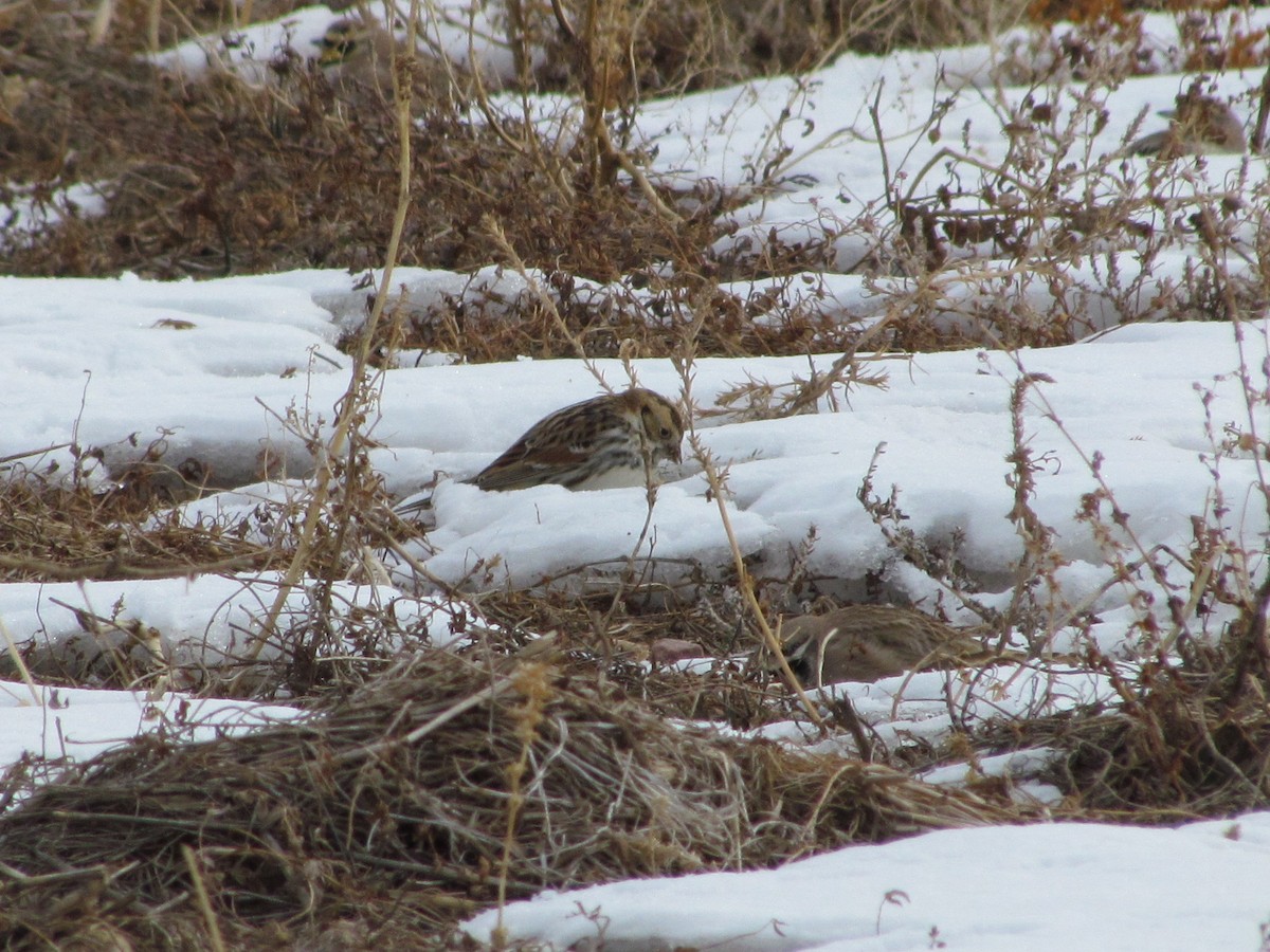 Lapland Longspur - ML616020996