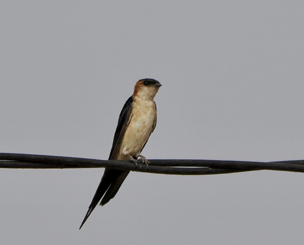 Red-rumped Swallow - ML616021012