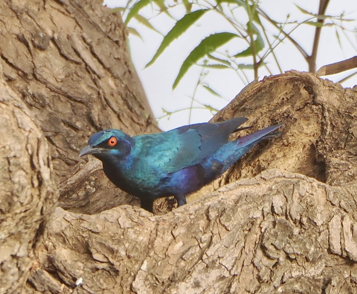 Purple Starling - Annette Teng