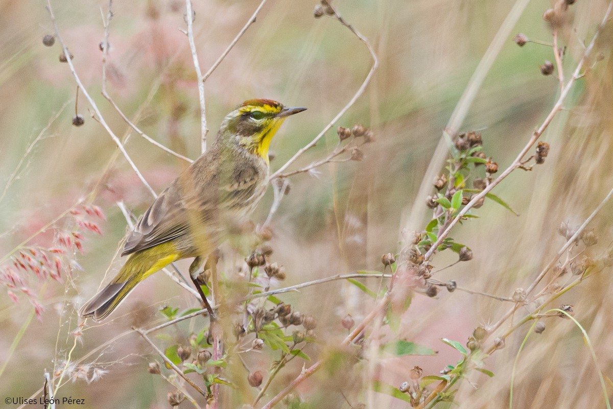 Palm Warbler - Ulises León Pérez