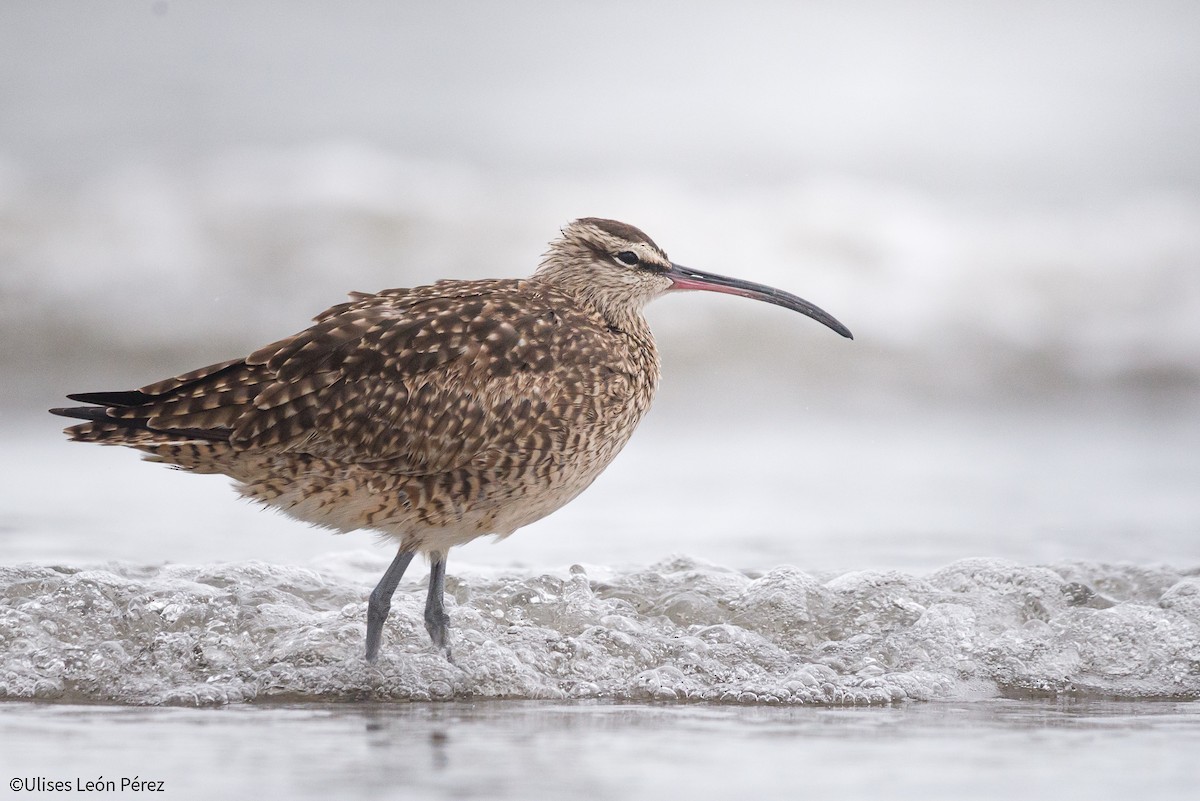 Whimbrel - Ulises León Pérez