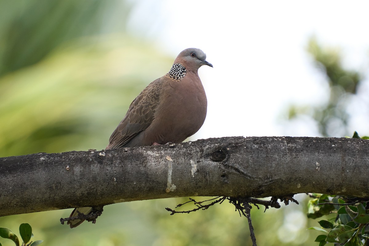 珠頸斑鳩 - ML616021062