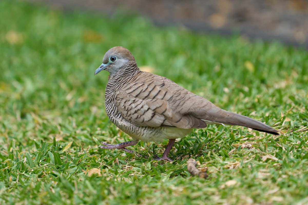 Zebra Dove - ML616021063