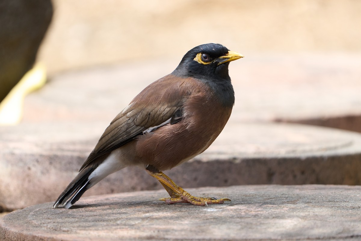 Common Myna - ML616021065