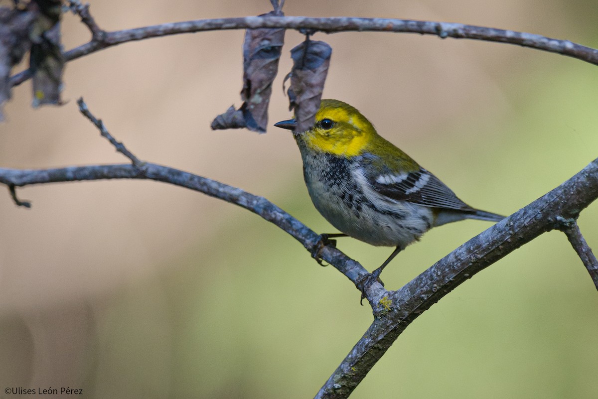 Black-throated Green Warbler - Ulises León Pérez