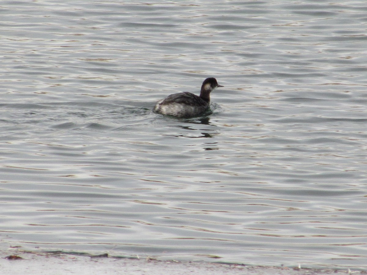 Eared Grebe - ML616021077
