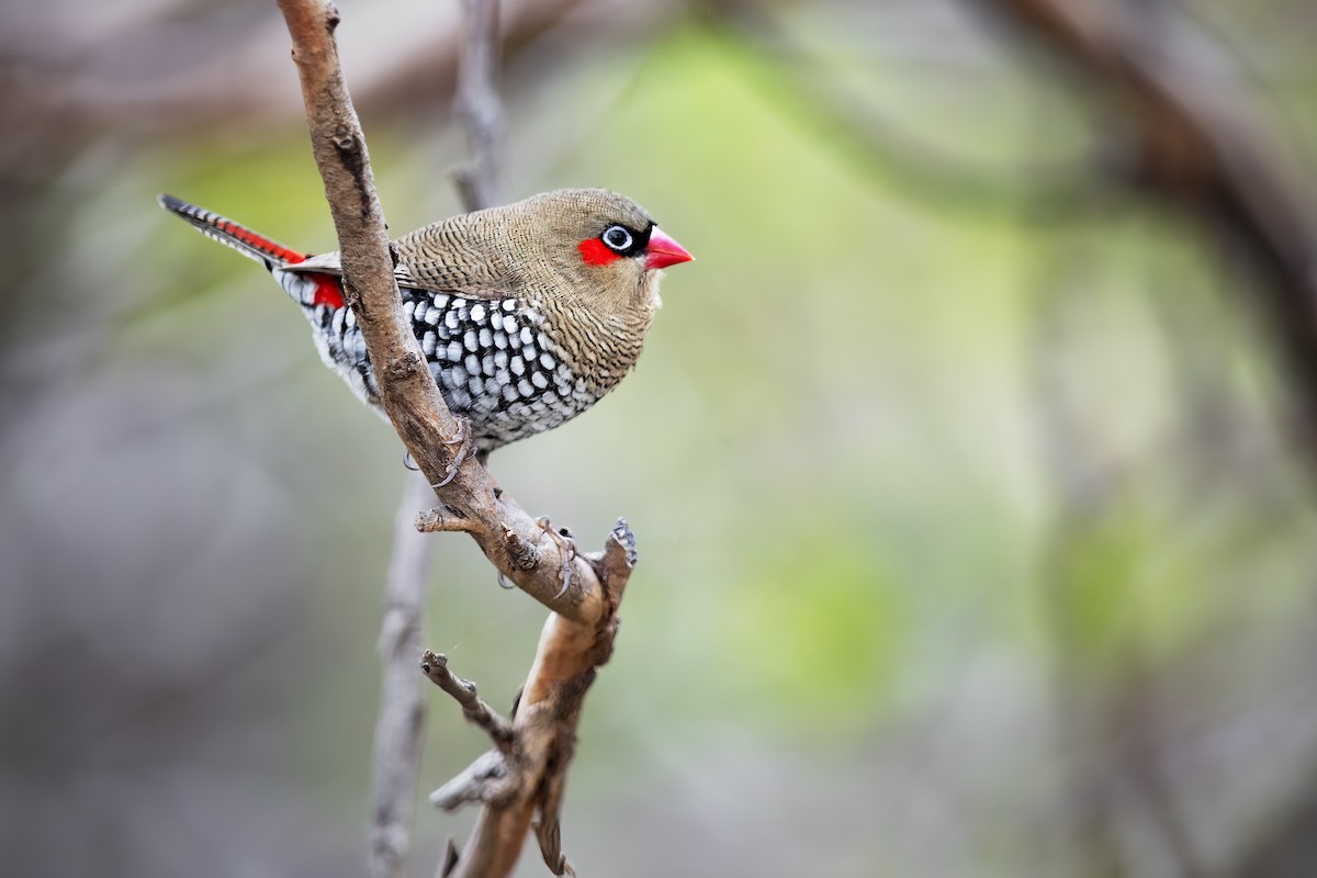 Red-eared Firetail - ML616021079