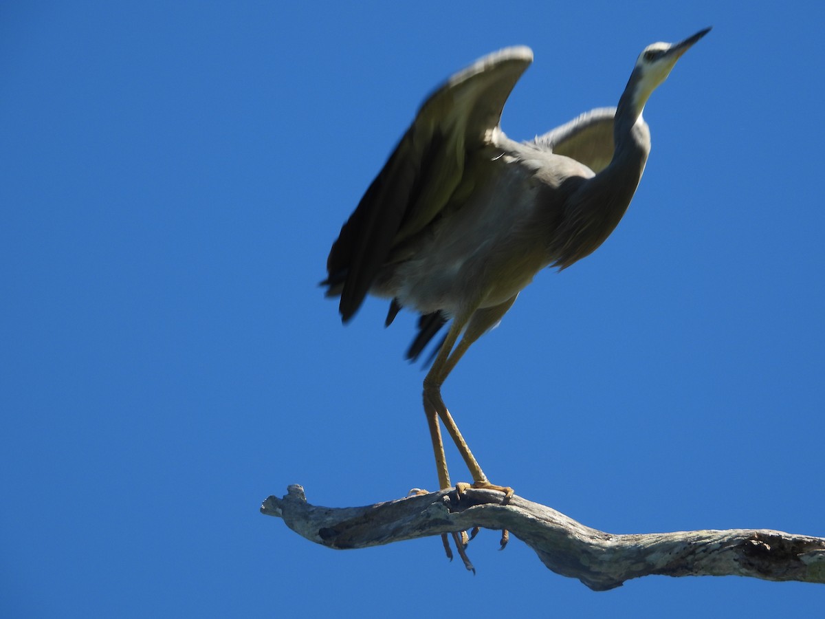 White-faced Heron - ML616021090