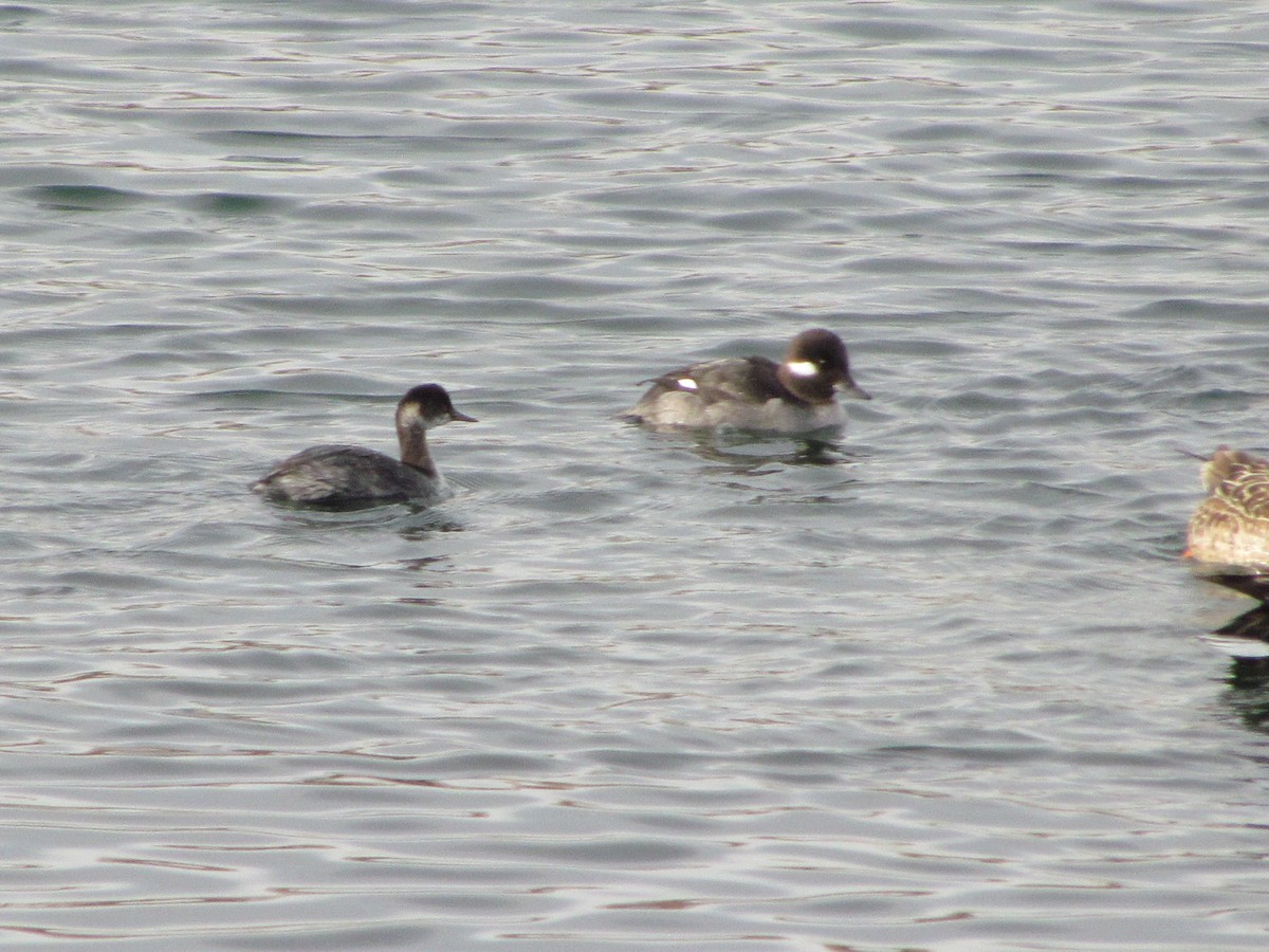 Eared Grebe - ML616021111