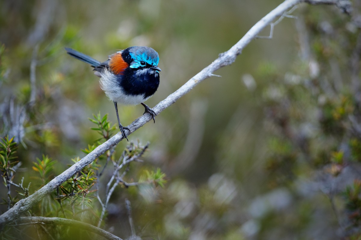 Red-winged Fairywren - ML616021118