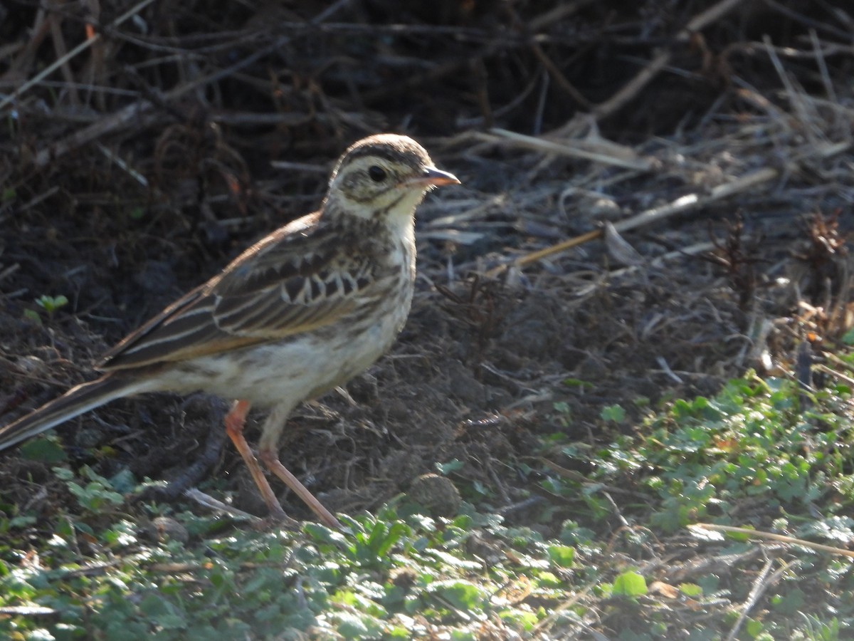 Australian Pipit - Ted Elks