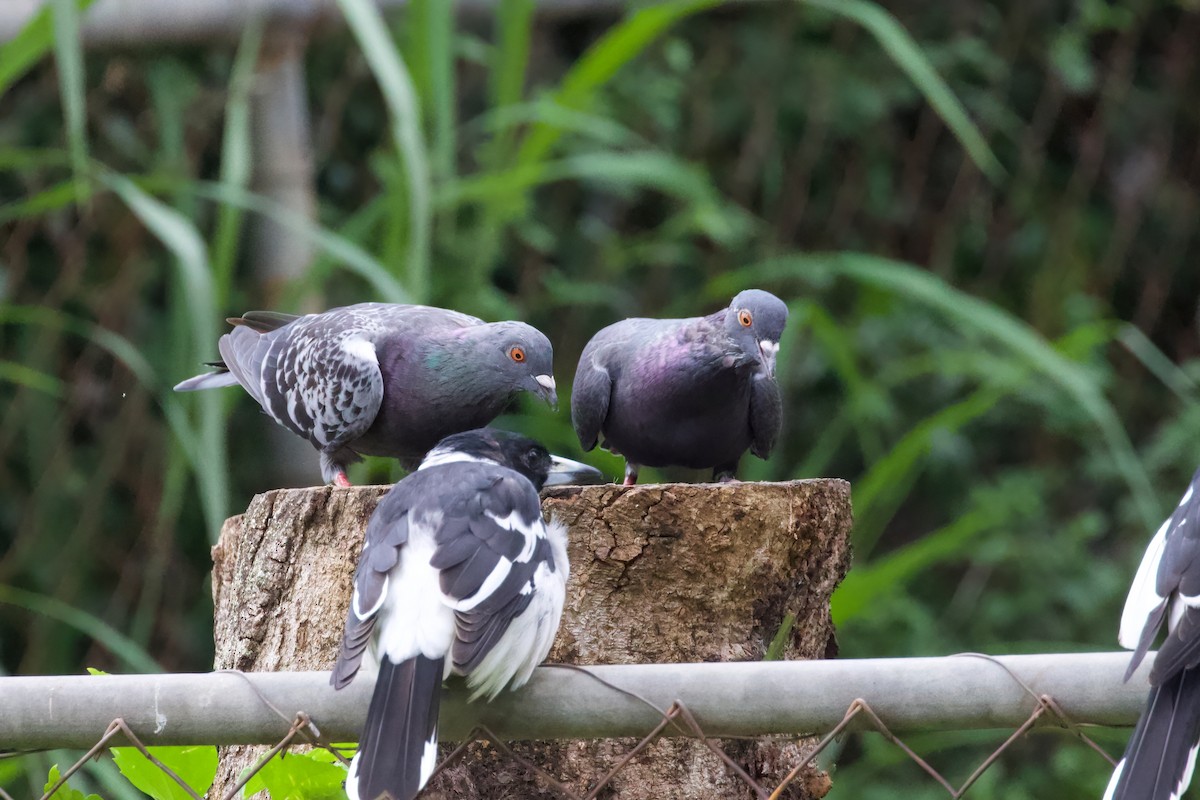 Rock Pigeon (Feral Pigeon) - Dennis Devers