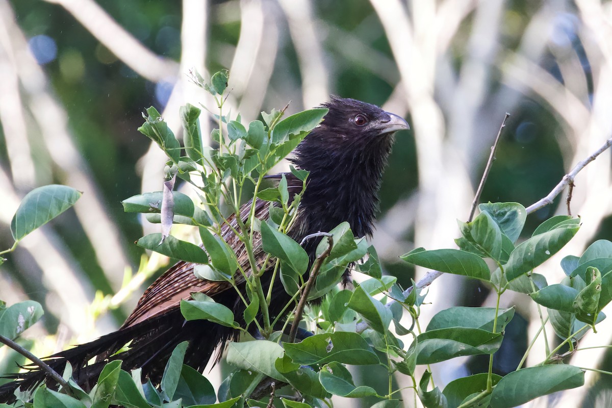 Pheasant Coucal - ML616021177