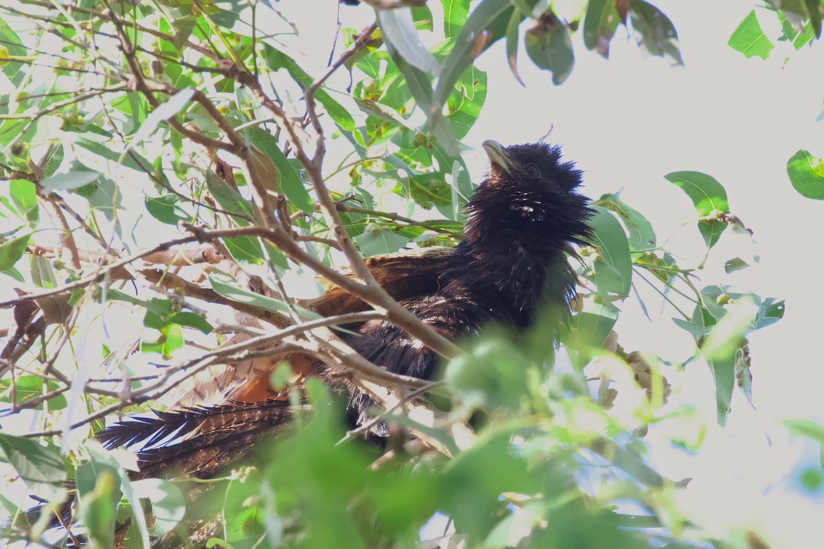 Pheasant Coucal - ML616021182