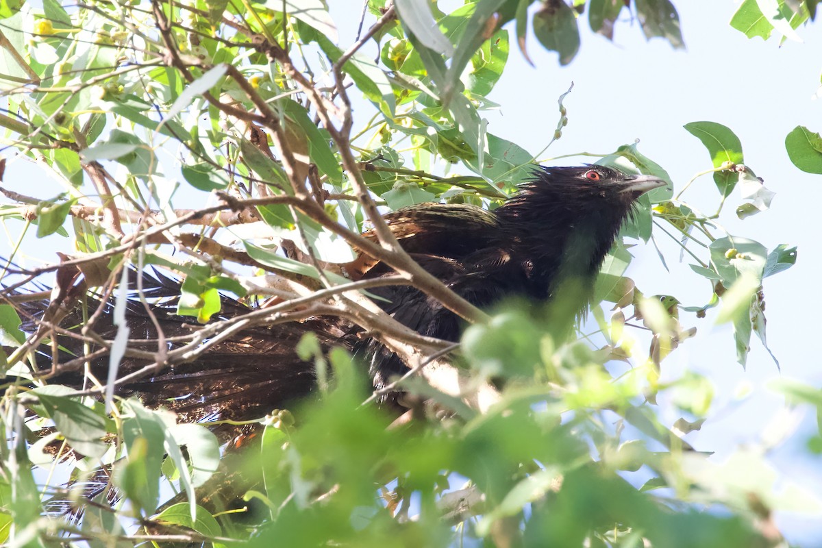 Pheasant Coucal - ML616021184