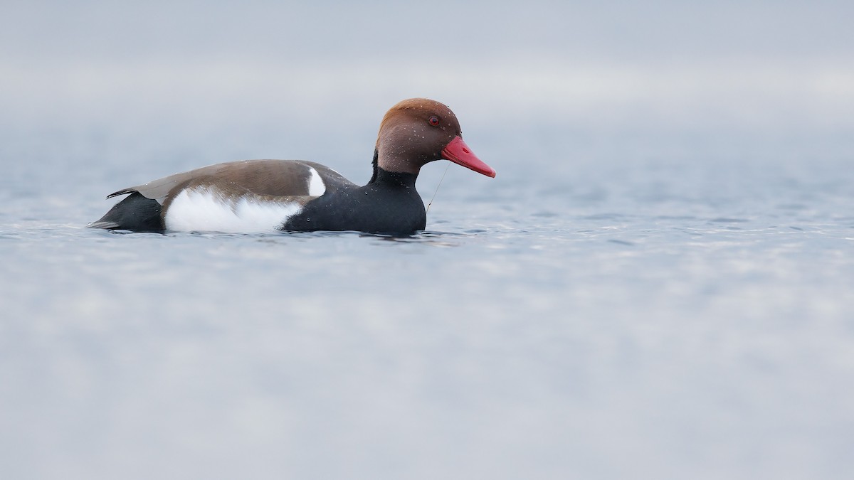 Red-crested Pochard - ML616021217