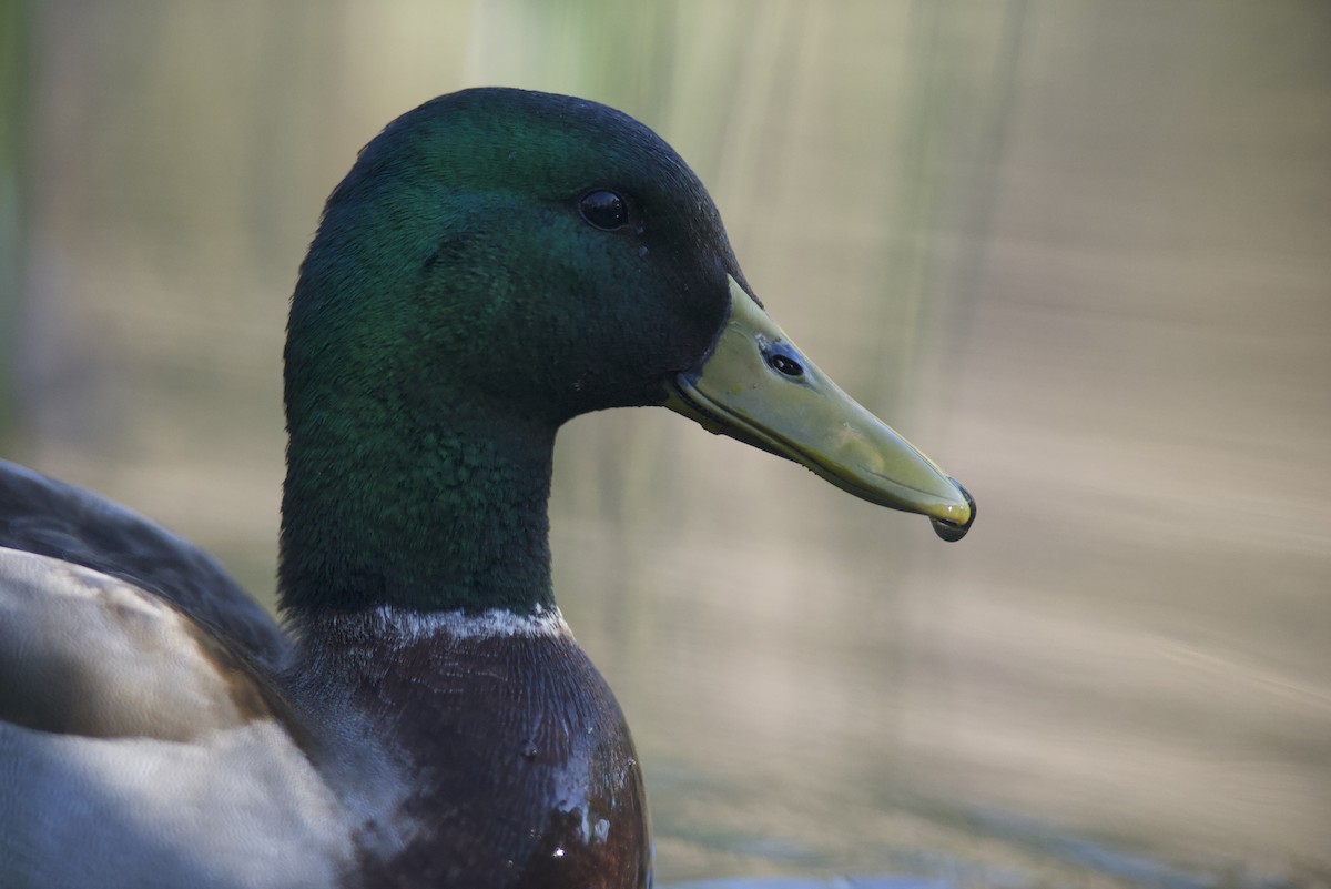 Mallard - ML616021219