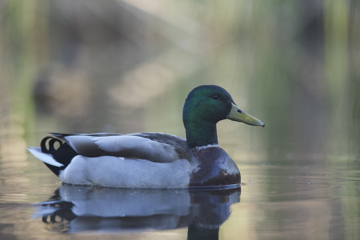 Mallard - Robert Carter