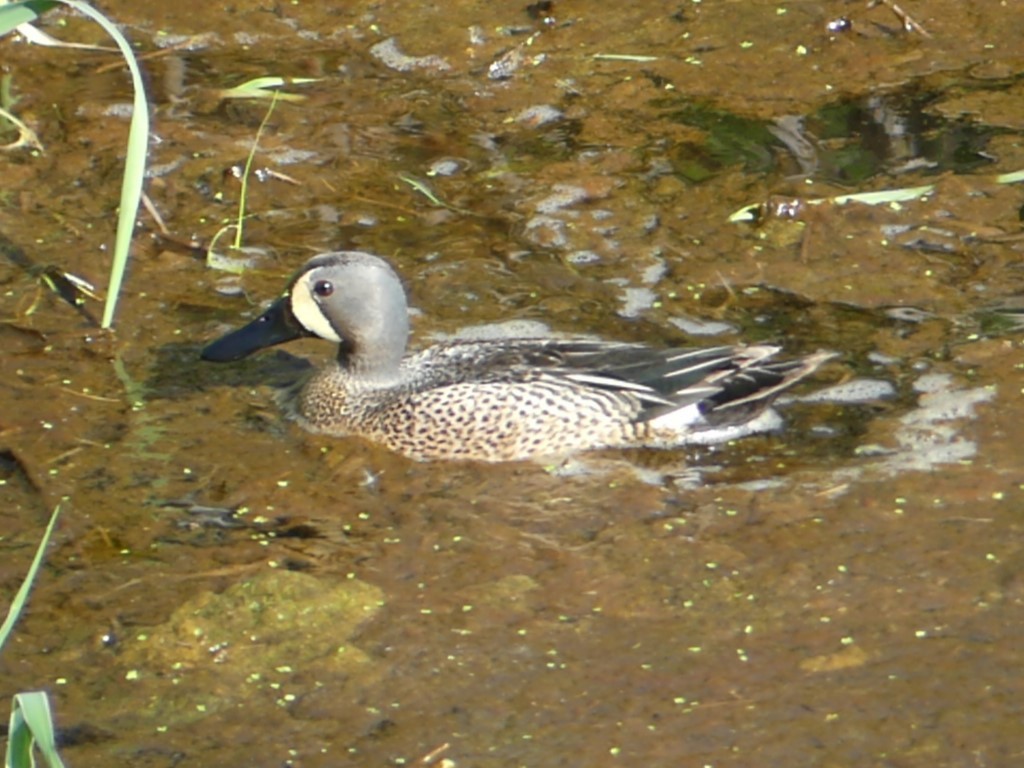 Blue-winged Teal - ML616021231