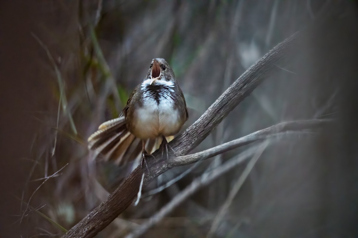 Lärmdickichtvogel - ML616021261